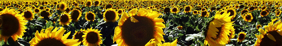 KAMPLOG Rotating Header Image